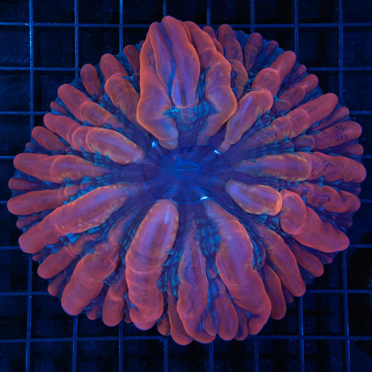 Darth Maul Indophyllia 5”