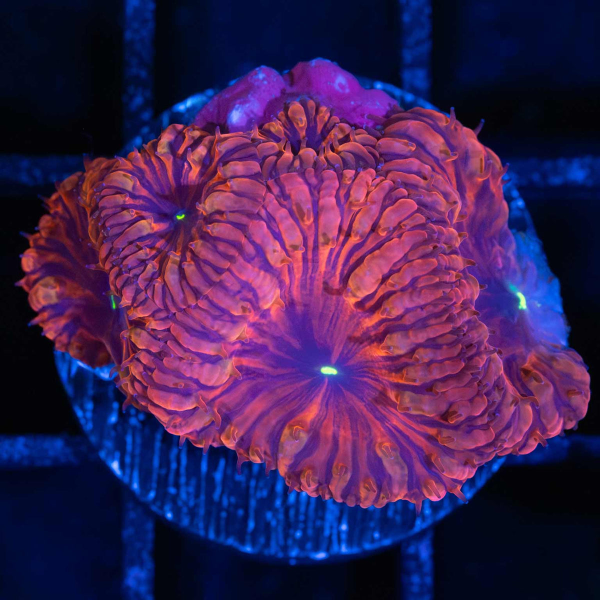 Darth Maul Blastomussa Frag