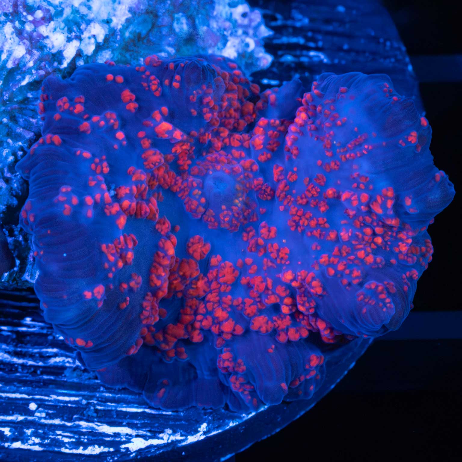 Darth Maul Mushroom Coral