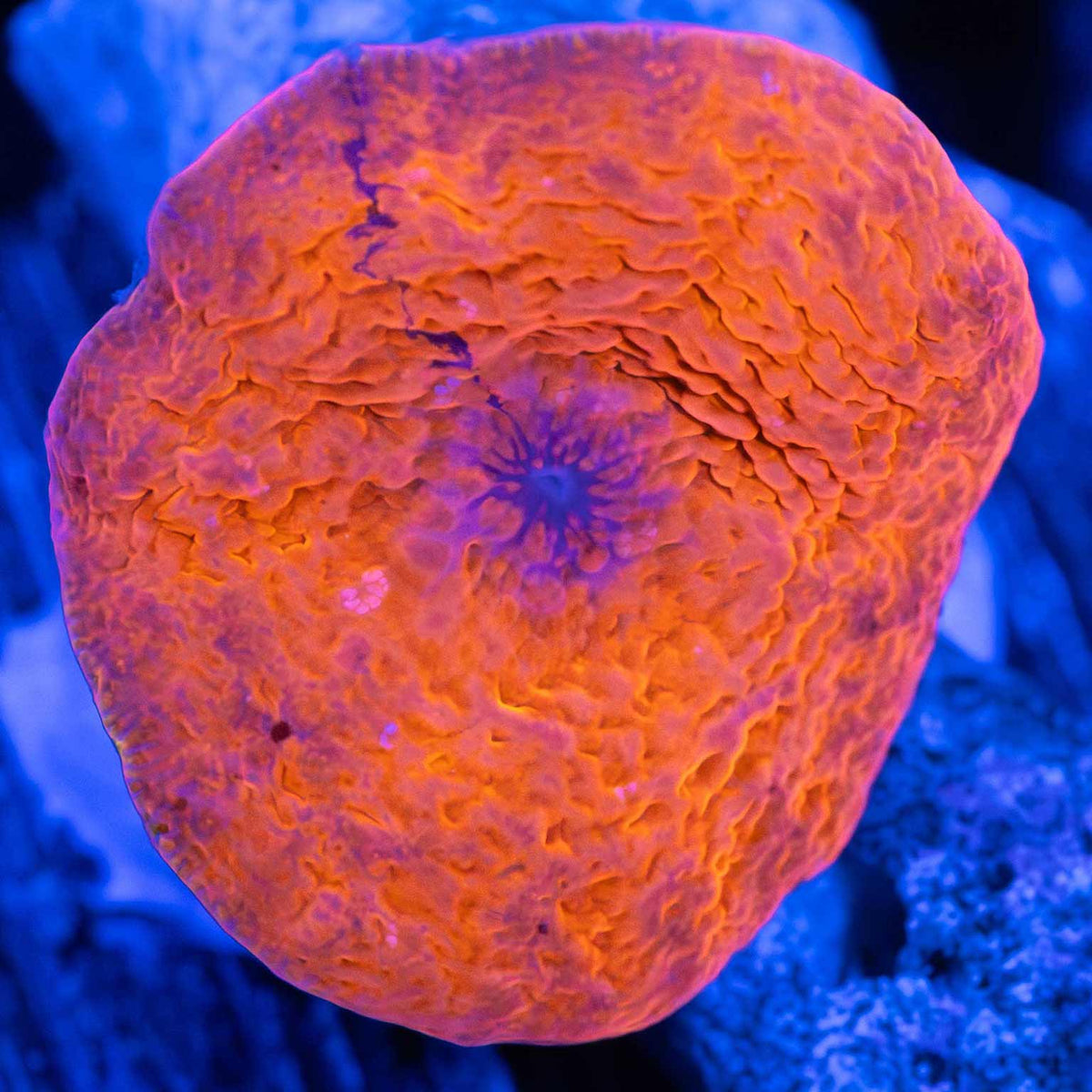 Deadpool Mushroom Coral