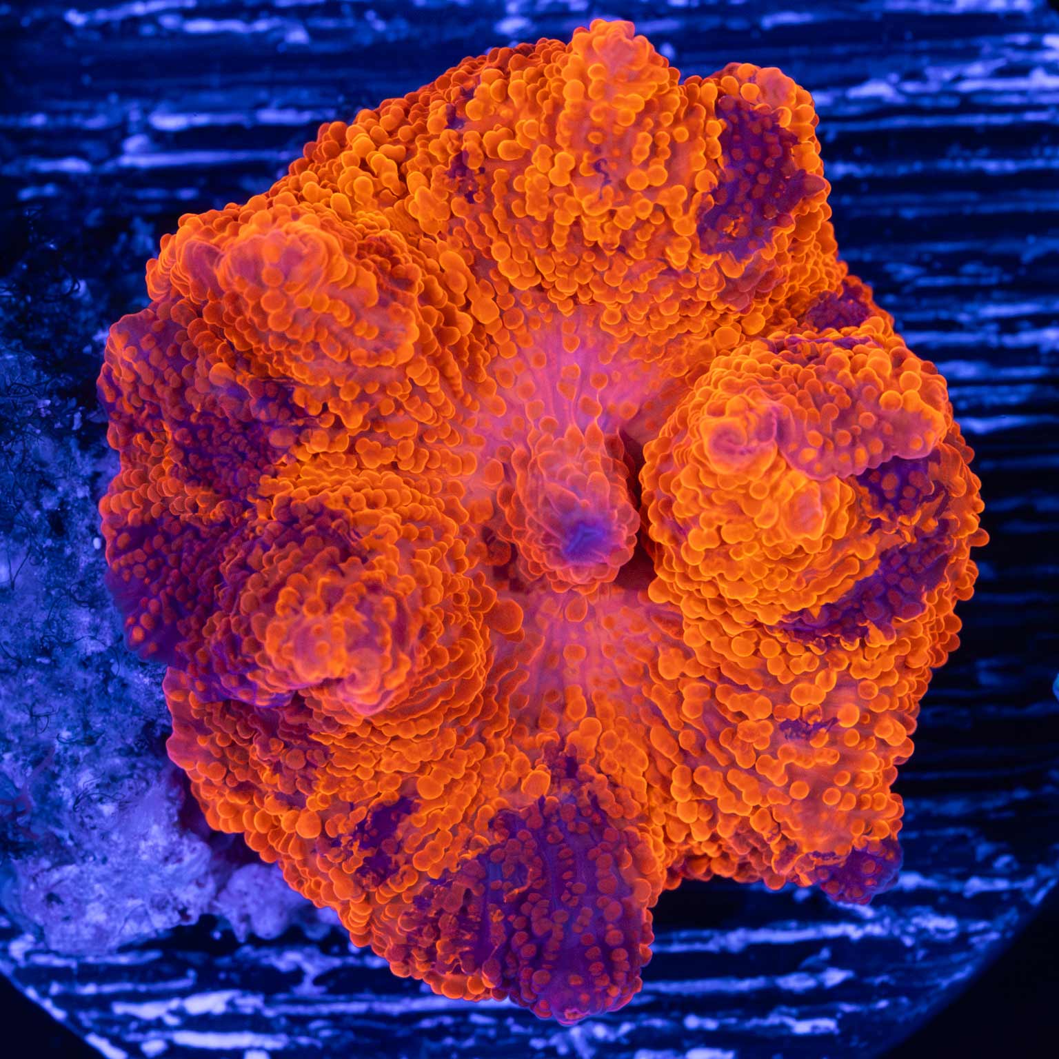 Deadpool Mushroom Coral