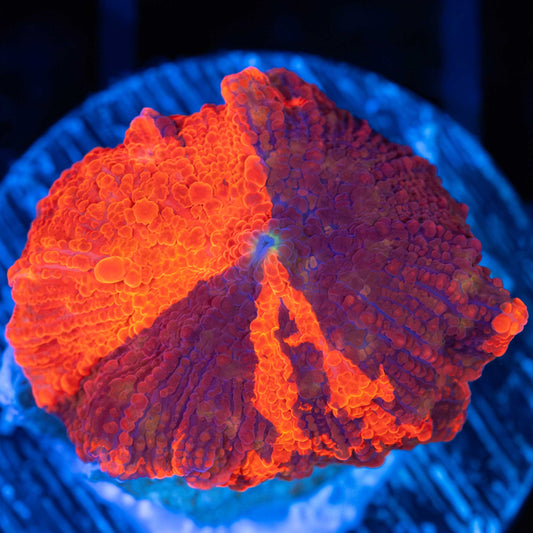 Awesome Pattern Deadpool Mushroom Coral