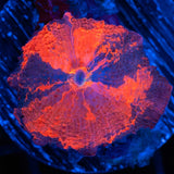 Medium Tricolor Deadpool Mushroom Coral