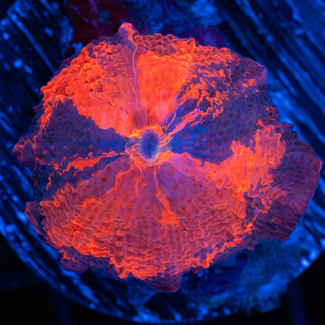 Medium Tricolor Deadpool Mushroom Coral