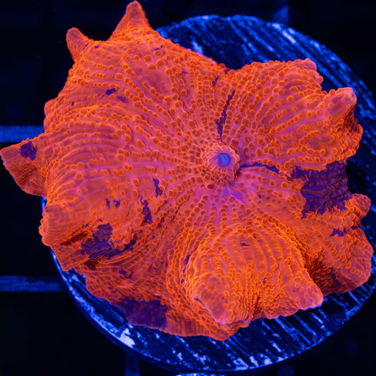 XL Deadpool Mushroom