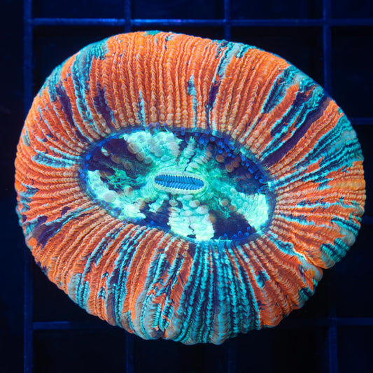 Denim Trachyphyllia