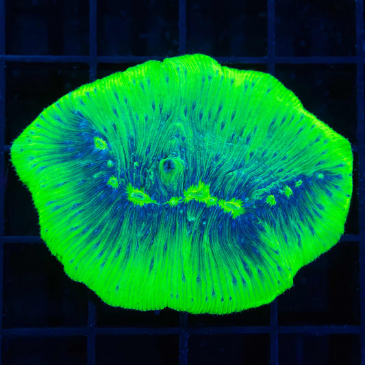 Neon Diaseris Plate Coral 2.25"
