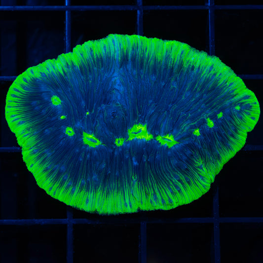 joker Diaseris plate coral