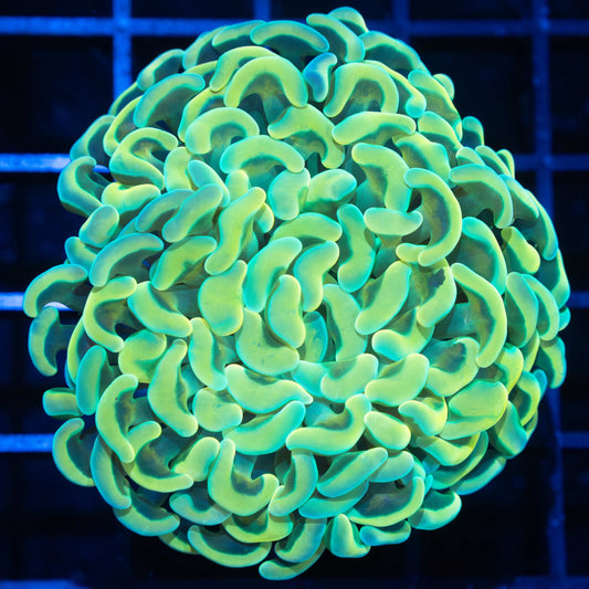 Malaysian Double Gold Branching Hammer