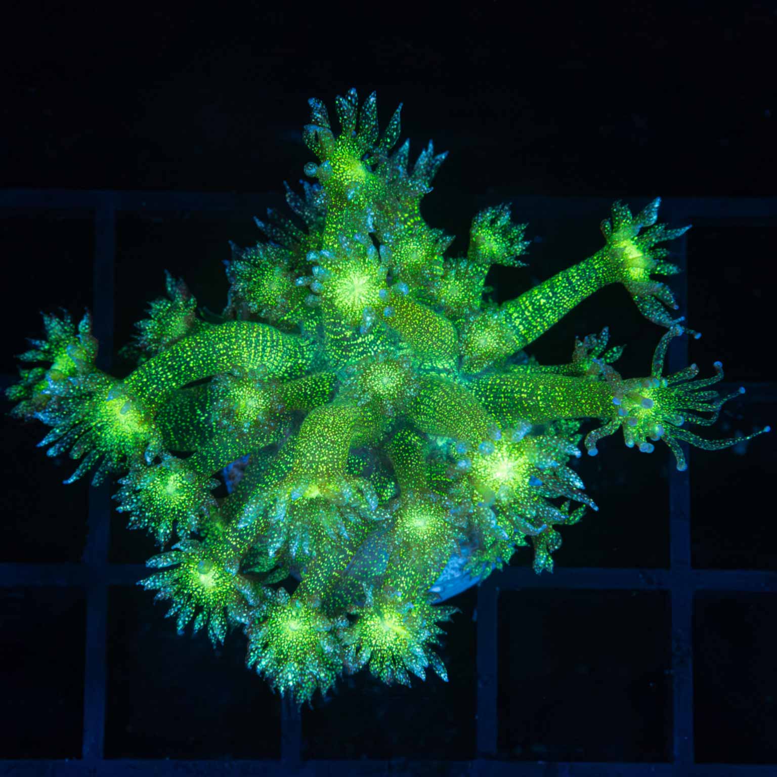 Double Green Glitter Goni Colony