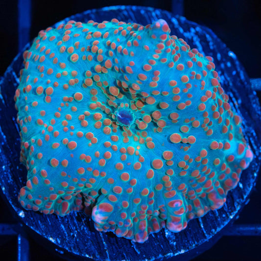 Dragon Lady Bounce Mushroom Coral