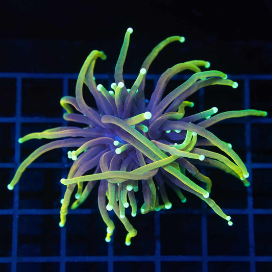 Long Tentacle Dragon Soul Torch Coral