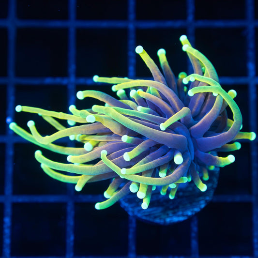 Dragon Soul Torch Coral