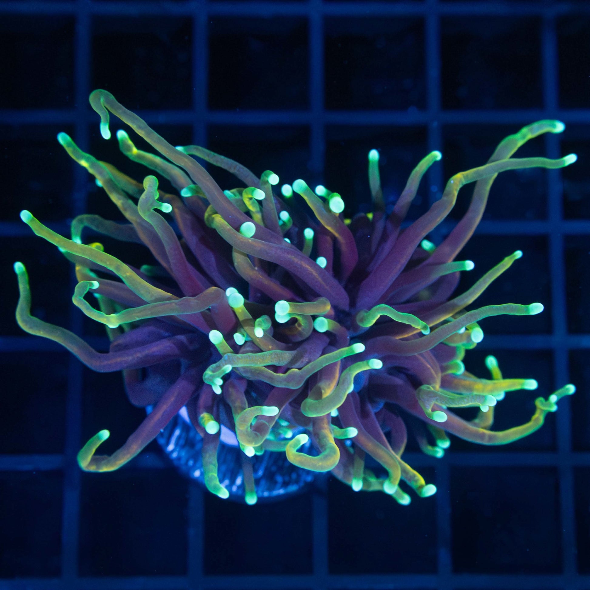Dragon Soul Torch Coral 2 Polyps
