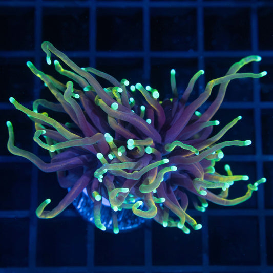 Dragon Soul Torch Coral 2 Polyps