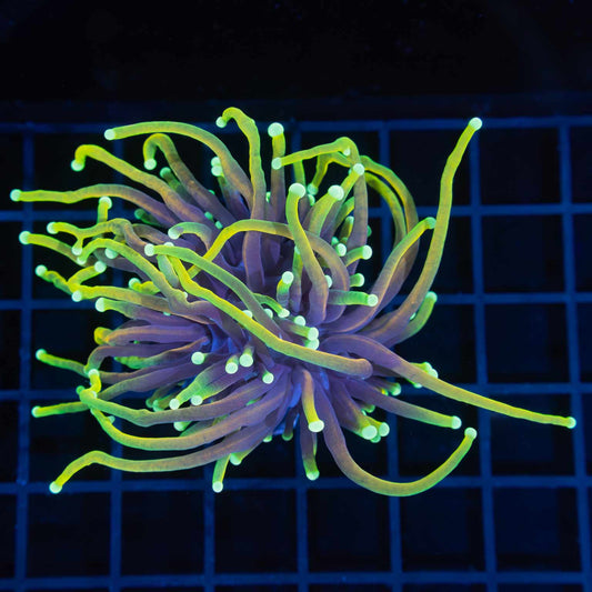 Long Tentacle Dragon Soul Torch Coral