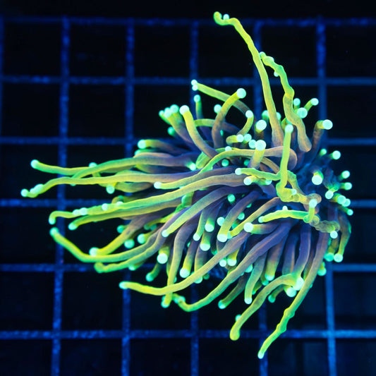Dragon Soul Torch Coral 2 Polyps