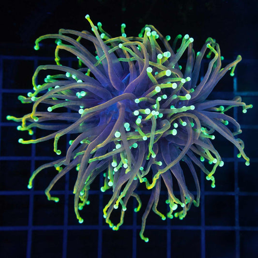 3 Heads Dragon Soul Torch Coral
