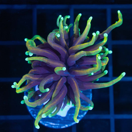 Dragon Soul Torch Coral