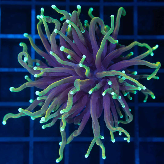 Large Dragon Soul Torch Coral