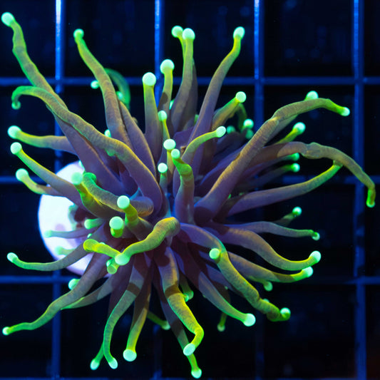 Dragon Soul Torch Coral