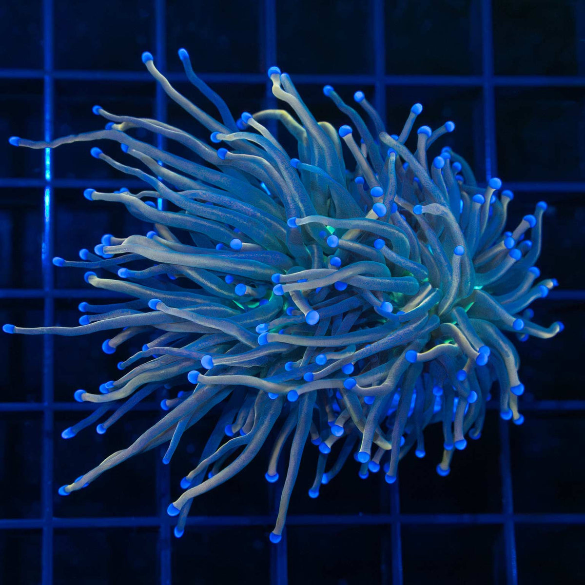 Dragon Tamer Torch Coral 2 heads