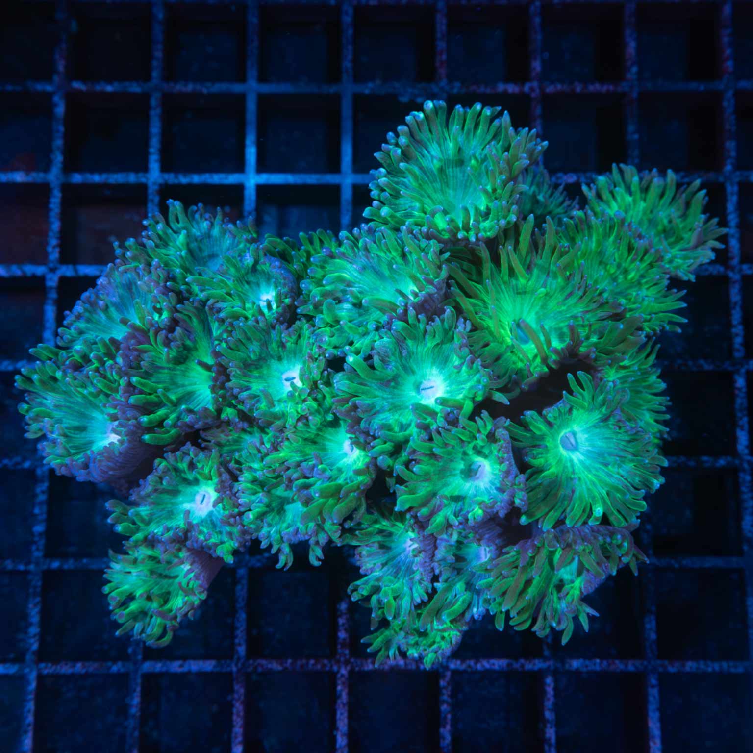 XL Duncan Colony 4.5" 24+ polyps