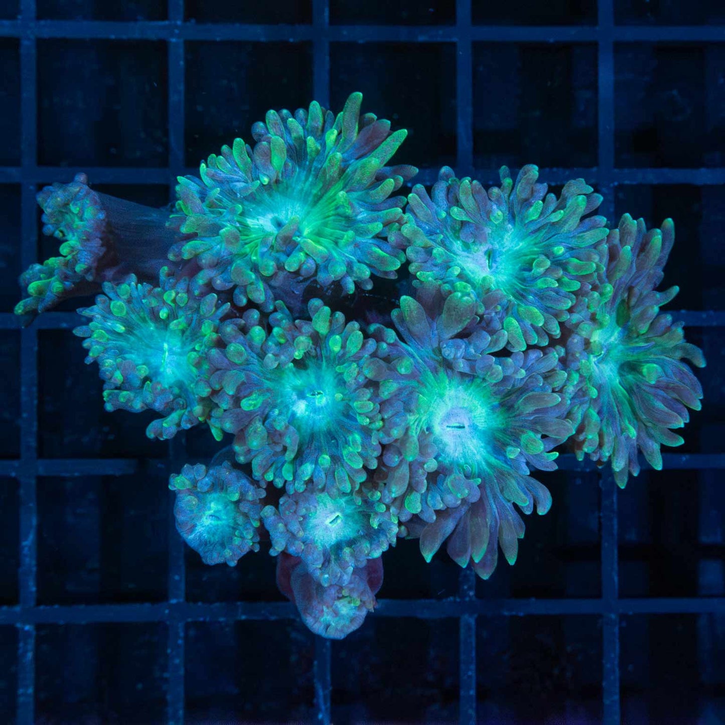 Green Branching Duncan Colony 10 Polyps