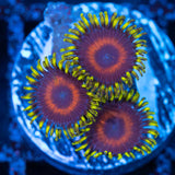 Eagle Eye Zoa