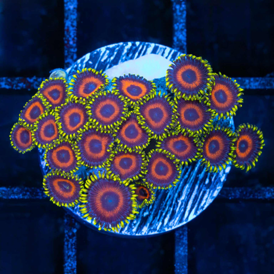 Eagle Eye Zoa