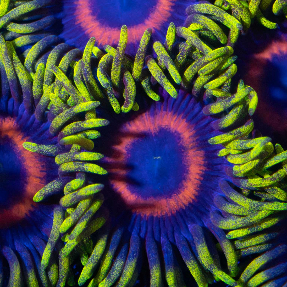 Eagle Eye Zoa Close-up photo