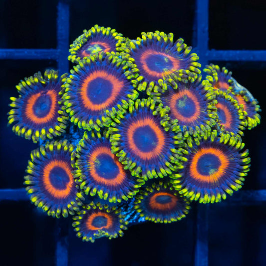 Eagle Eye Zoas (12+ Polyps)