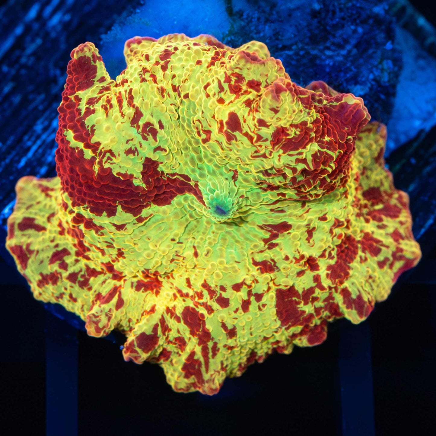 Bright Eclectus Mushroom