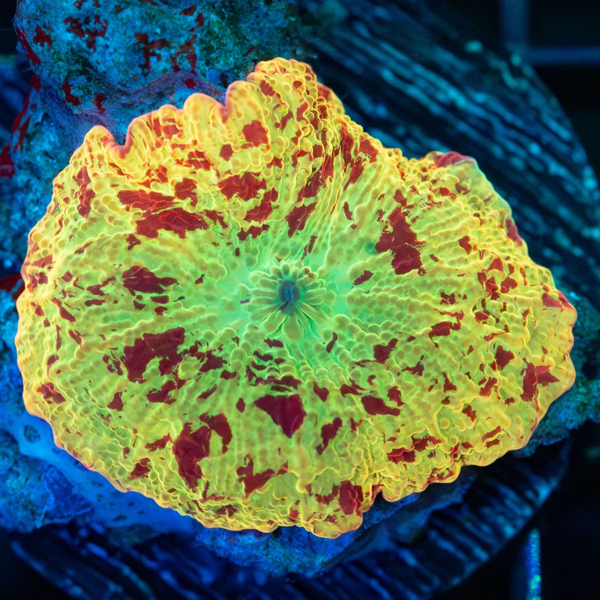 Large Eclectus Mushroom