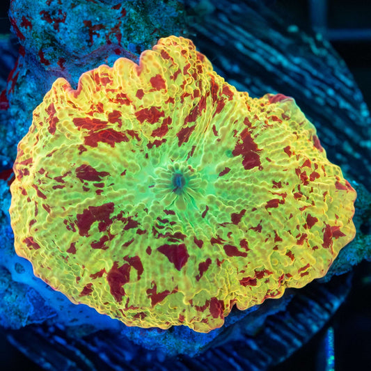 Large Eclectus Mushroom