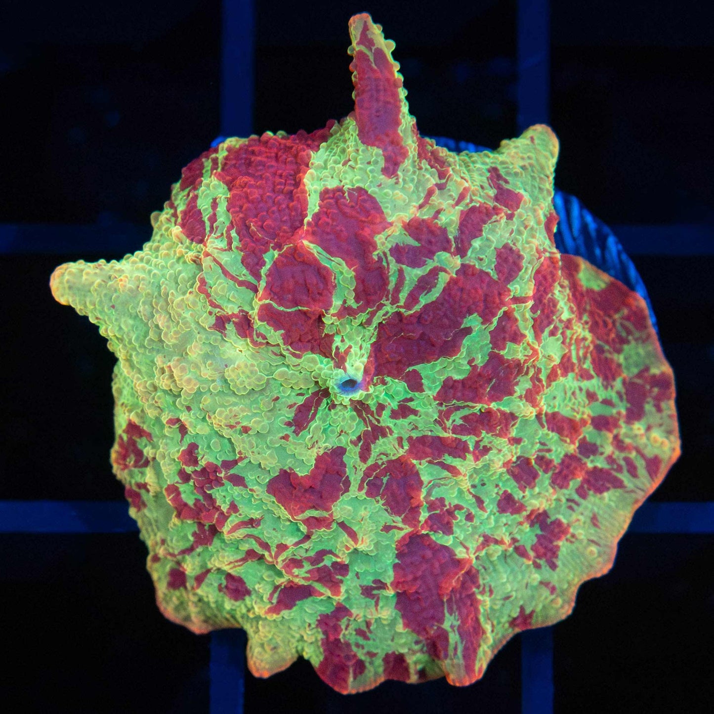 Large Eclectus Mushroom (Awesome Pattern)