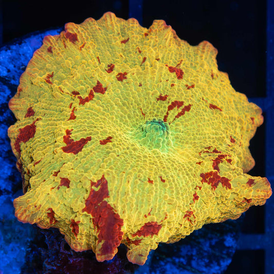 Bright Eclectus Mushroom