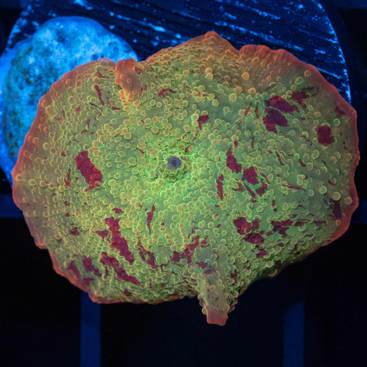 Eclectus Mushroom Coral