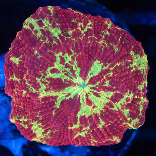 Eclectus Mushroom Coral