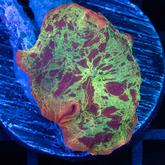 Eclectus Mushroom Coral