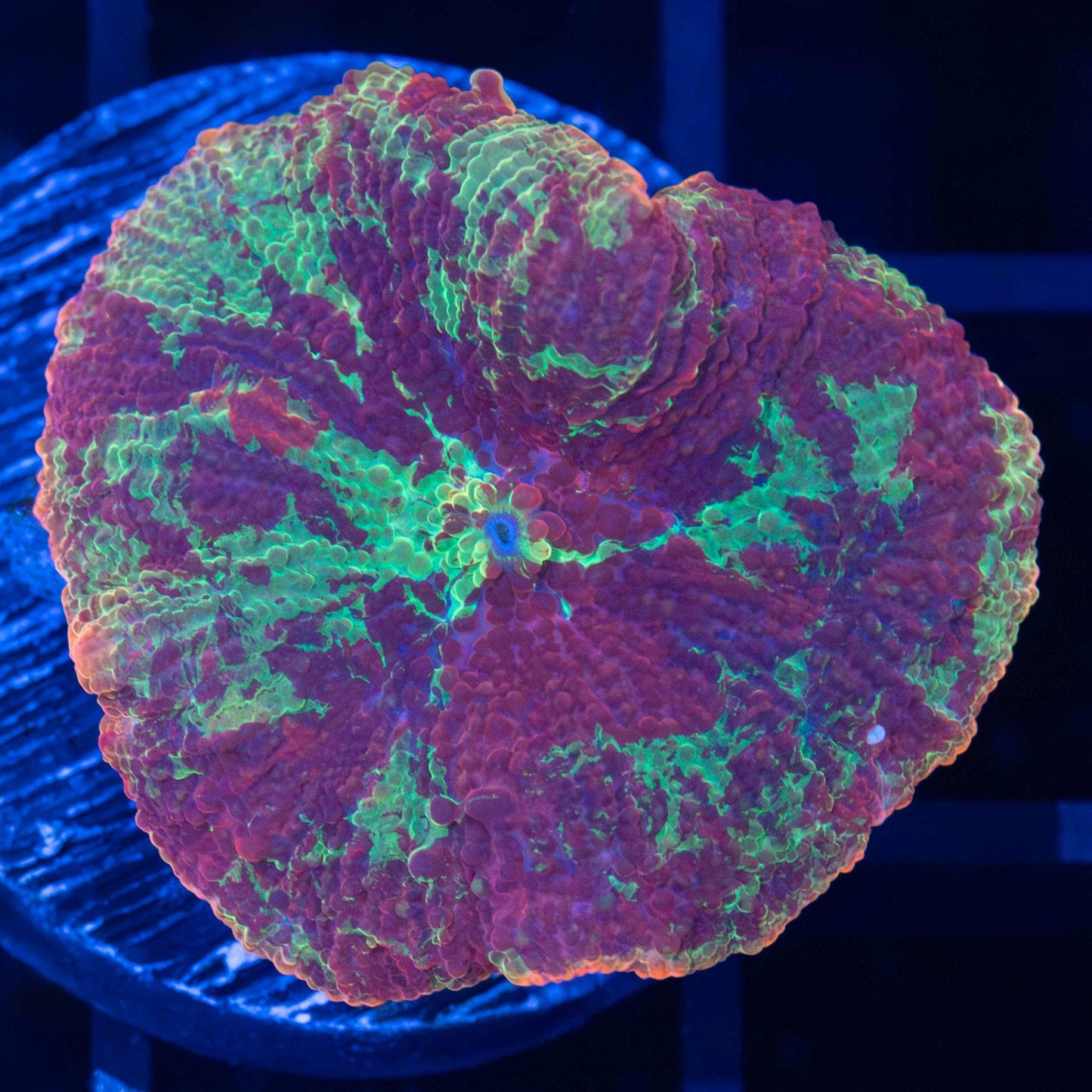 Eclectus Mushroom Coral