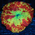 Large Jawbreaker