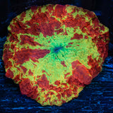 Large Jawbreaker Mushroom Coral