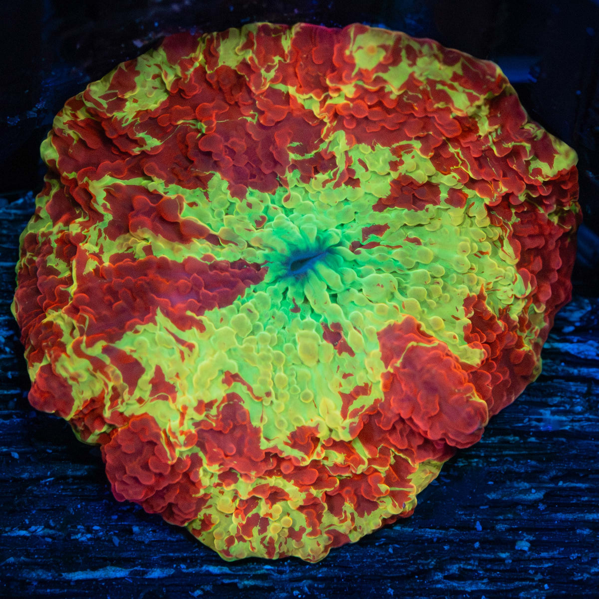 Large Jawbreaker Mushroom Coral