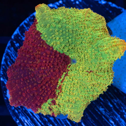 Eclectus Mushroom (Awesome Pattern)