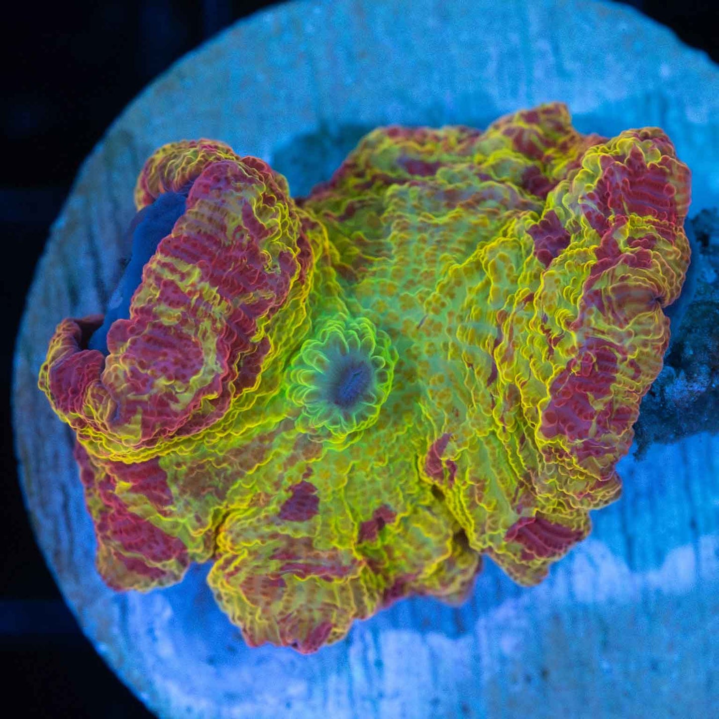 Eclectus Mushroom Coral (50 Cent Size)
