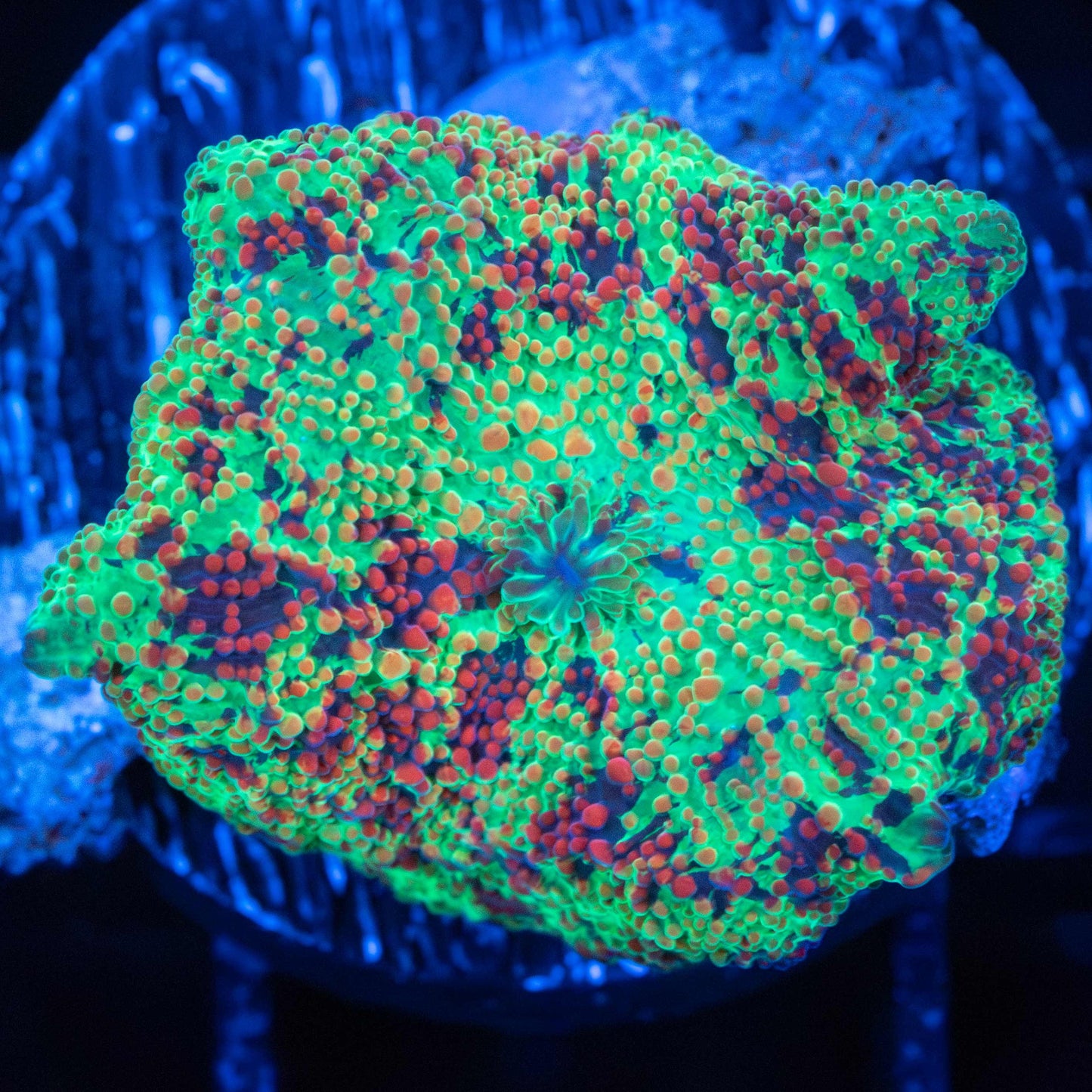 Rainbow Eclectus Mushroom