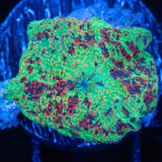 Rainbow Eclectus Mushroom