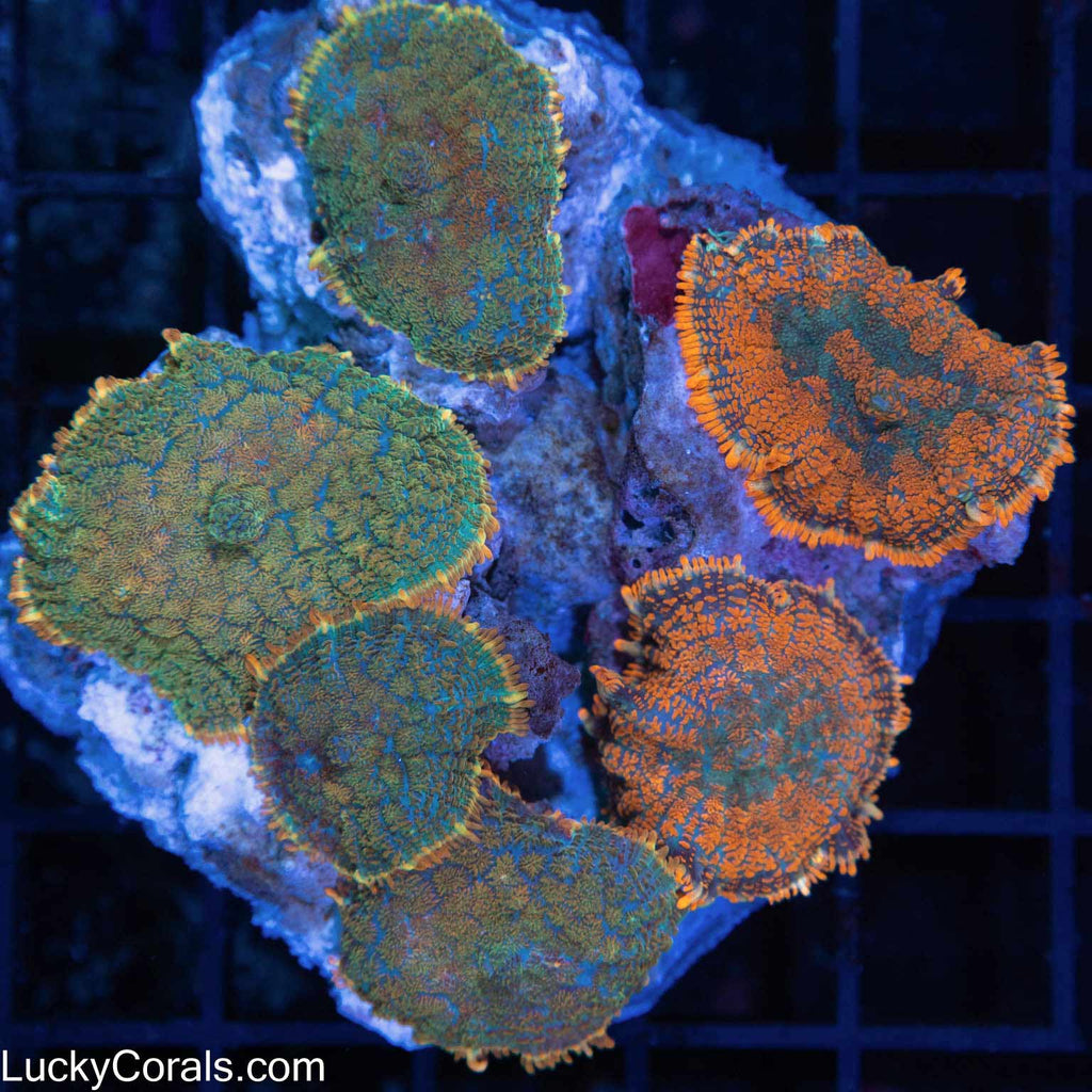 Rhodactis Mushroom Colony 3.25"