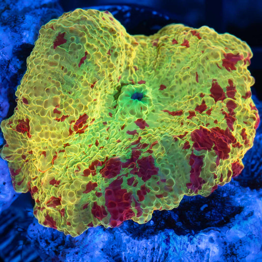 Eclectus Mushroom Coral